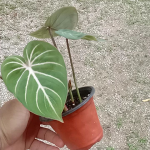 Philodendron gloriousom