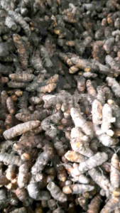 Kunyit Segar 1 Kg / Koneng Biasa / Kunyit Kunir Super Fresh 1kg