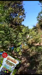 ฮิวมิคโปรพลัส แร่ธาตุบำรุงดินและพืช