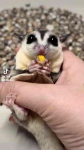 ดักแด้ชีสยืด หนอนชีส หนอถัง โปรตีนสำหรับสัตว์ฟันแทะ