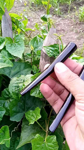 Once/pipa kayu gali kelor hitam 10cm