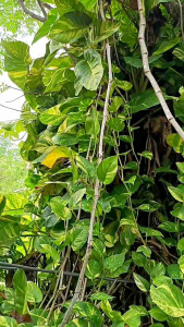 พลูด่างช้าง ไม้ฟอกอากาศ ไม้ประดับสวยงาม 20.ท่อนๆละ20 ซม.