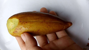 มะเขาวัว มะเขาควายดองมาแล้วววจ้า ดองแบบสดๆใหม่ๆ สะอาด อร่อยกรอบ สินค้ามีจำนวนจำกัดน้าาา