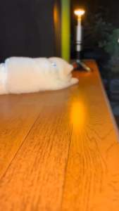 ❤️🇹🇭แบบพกพามินิพวงกุญแจ LED High Bright ไฟฉาย Dual Light Source กลางแจ้ง Camping ตกปลา Multi-function เครื่องมือไฟฉายโคมไฟ