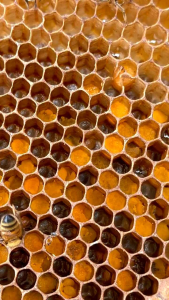 Madu Coffee Blossom Javahillshoney: Manfaat dan Cara Menggunakan