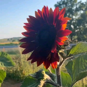 5 BUTIR BIJI/BENIH BUNGA MATAHARI MERAH VALVET QUEEN