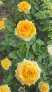 กุหลาบ-เยลโล่แฟร์ Yellow Fair พุ่มเตี้ย สีเหลือง ดอกเยอะ เลี้ยงง่าย