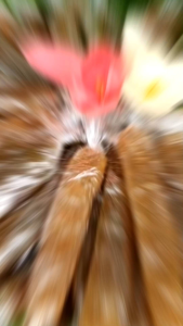 mứt me nhà làm quấn giấy kiếngbọc kiếng biếu tặng hộp 500g