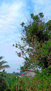 BATRISYIA HAIR SERUM (Melebatkan, Menyehatkan, Menutrisi & Menguatkan Akar Rambut)