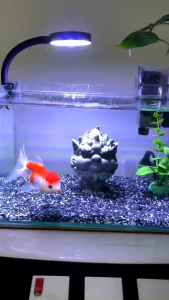 bể cá cảnh để bàn kích thước D30XR18XC18cm