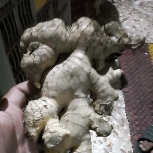 Jahe Putih & Jahe Gajah: Jahe Jumbo Berkualitas