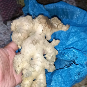 Jahe Gajah | Jahe besar | Jahe jumbo| Jahe putih segar Murah berat 1kg