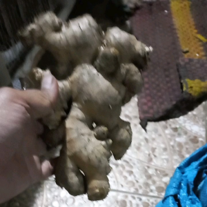 JAHE GAJAH JUMBO BESAR PUTIH SEGAR BERAT 500GR 1/2KG