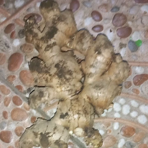 Jahe Gajah 1/4kG 250GR segar fresh super besar jumbo lokal Ginger Elephant - GudangRempahBogor
