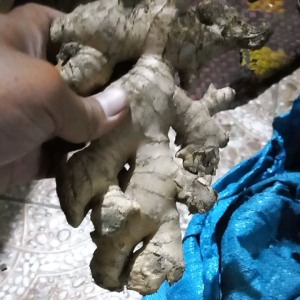 Jahe Gajah segar fresh super besar jumbo murah 250gram | Ginger Elephant - tokolaladonbgr