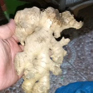 Jahe putih Gajah 1/4 super besar segar bumbu masak