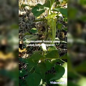 30 BUTIR BIJI BENIH TANAMAN KACANG BUNCIS RAMBAT