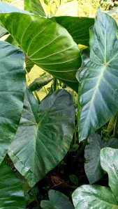 Batang talas lompong segar per 15 batang