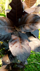 Daun Ungu: Manfaat & Penggunaannya Sebagai Obat Herbal