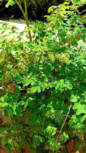 Daun Kelor Alami & Segar: 500 Gram Untuk Obat Herbal