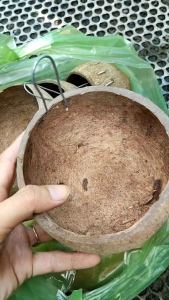 Gáo dừa cho gà ăn uống