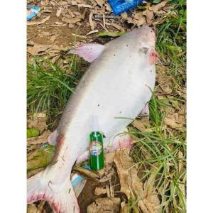 หัวเชื้อแดงพิฆาต&เขียวพิฆาต โก๋แก่ หลังโรงเจ Byโก๋ยุทธ (หัวเชื้อตกปลาเทโพ)