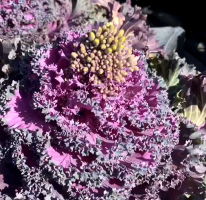 (KEMASAN PREMIUM) BIJI | BENIH TANAMAN PURPLE KALE FLOWERING ( isi -+90 butir)