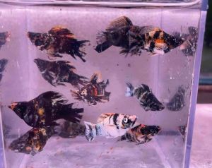 Hot deal 🔥 [MOLLY] Diamond Eye 💎 Red Head Tri Color Short Body Molly- AquaX With D.O.A. *Ship West & East Malaysia* ~Farm Direct Sell