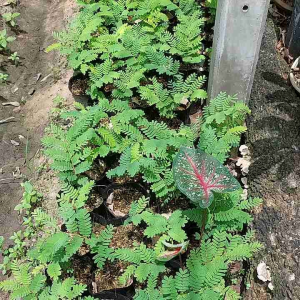 Cây me (me đậu) - cây giống (Mua 5 cây tặng thêm 1 cây)