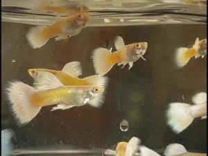 [Hot Deal] 🔥Albino 24K Gold Guppy- 白子24K金「孔雀鱼」 AquaX Live Fish With D.O.A. *Ship West & East Malaysia* ~Farm Direct Sell
