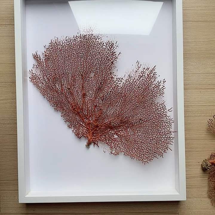 ปะการังแดงพัดทะเลธรรมชาติ RED CORAL FAN การตกแต่งสุดหรูหราจาก Deep Sea คอลเลคชั่น Feng Shui