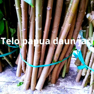bibit telo papua atau daun gedi panjang 40 cm super premium