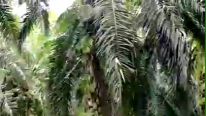 EGREK PALM KING KLEM BESI SIAP PAKAI