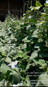 Benih Bibit Mentimun timun lalap super  Lingga F1 murah berkualitas satu bungkus