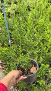 สนทีทรี5นิ้วสนทีทรีออย🌳 เมลาลูคา อัลเทอร์นิโฟเลีย (Melaleuca alternifolia) ทีทรีออยล์อะโรมาติก ทีทรีออยล์(Australian Tea Tree Medical Tea Tree Aromatic Tea Tree ) เป็นอีกหนึ่งพันธุ์ไม้จากออสเตรเลียที่มีความหมายลึกซึ้งและมีประโยชน์มากมายทางด้านการแพทย์