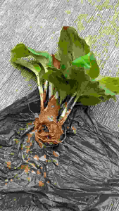 Benih tanaman kencur 5 bibit siap tanam