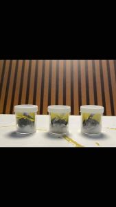 Kemenyan Hitam / Madat Apel Jin Magribi / Candu Toples