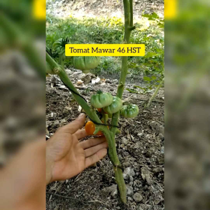 BIJI BENIH SAYURAN TOMAT MAWAR ( REPACK )