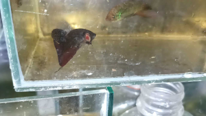 มหาชักสีนาก