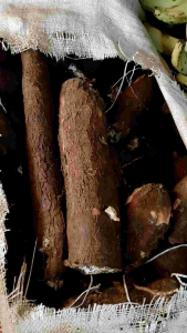 Singkong mentah 1 kg - Singkong Kampung