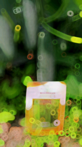 Benih Ketimun Hibrida NAJASI 20gr: Timun Tanpa Rasa Pahit