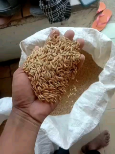 BENIH PADI SIGUNCA 02 KEMASAN 1KG