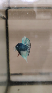 Haftmoon Plakat Betta Fish A3 - Light Green 2 (Junior)
