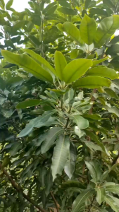 PUPUK BOOSTER 88 BELI 3 GRATIS 1 (250ML & 1 LITER) Pupuk penyubur pelebat buah pembesar pelebat buah