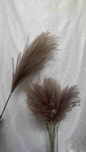 Red Mini Pampus - พร้อมส่ง จากดอกไม้แห้ง ดอกอ้อ ห้วยลึก ราคาต่อ 3 ก้าน