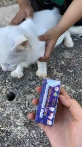 AFG TERMINATOR Ear mites Anti Fleas Lice Tick in Cats Ubat Kutu Kucing Kutu Telinga Hama Kutu Kucing Anjing Pet 宠物专杀跳蚤