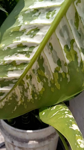 once kayu kelor hitam alami