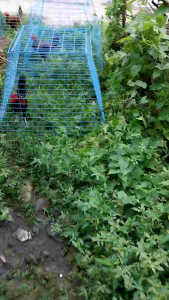 chicken scratcher cage 17 lines LIGHT BLUE 3×3×3