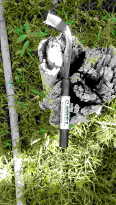 PISAU SADAP KARET SUPER TAJAM CAP CAMEL