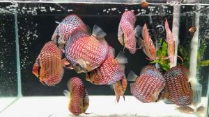 Giant Red Turquoise Discus/Discus/Freshwater 巨人红松石七彩神仙鱼/活鱼/七彩神仙鱼(Sin Quan Aquaculture Enterprise)